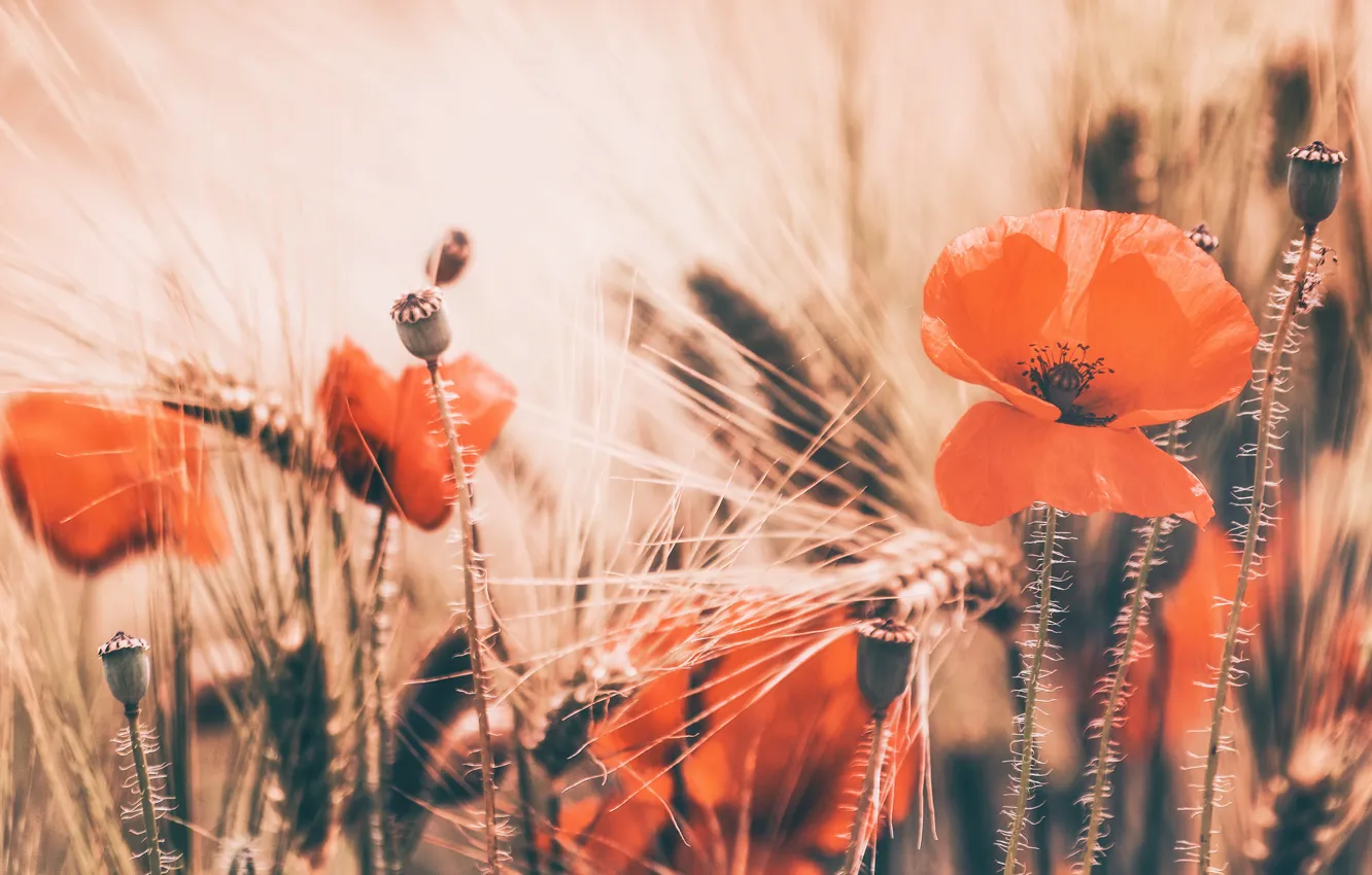 Photo wallpaper field, flowers, red, Mac, rye, Maki, treatment, spikelets