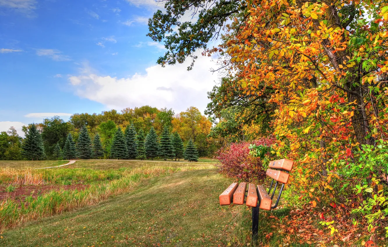 Photo wallpaper autumn, forest, the sky, grass, trees, Park, bench