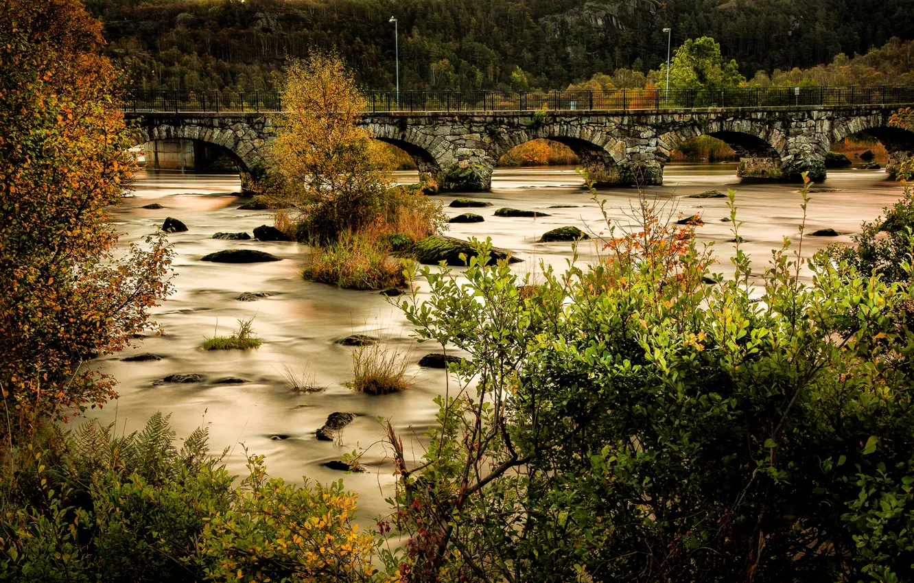 Photo wallpaper forest, trees, bridge, river, stones, moss, Norway, lights