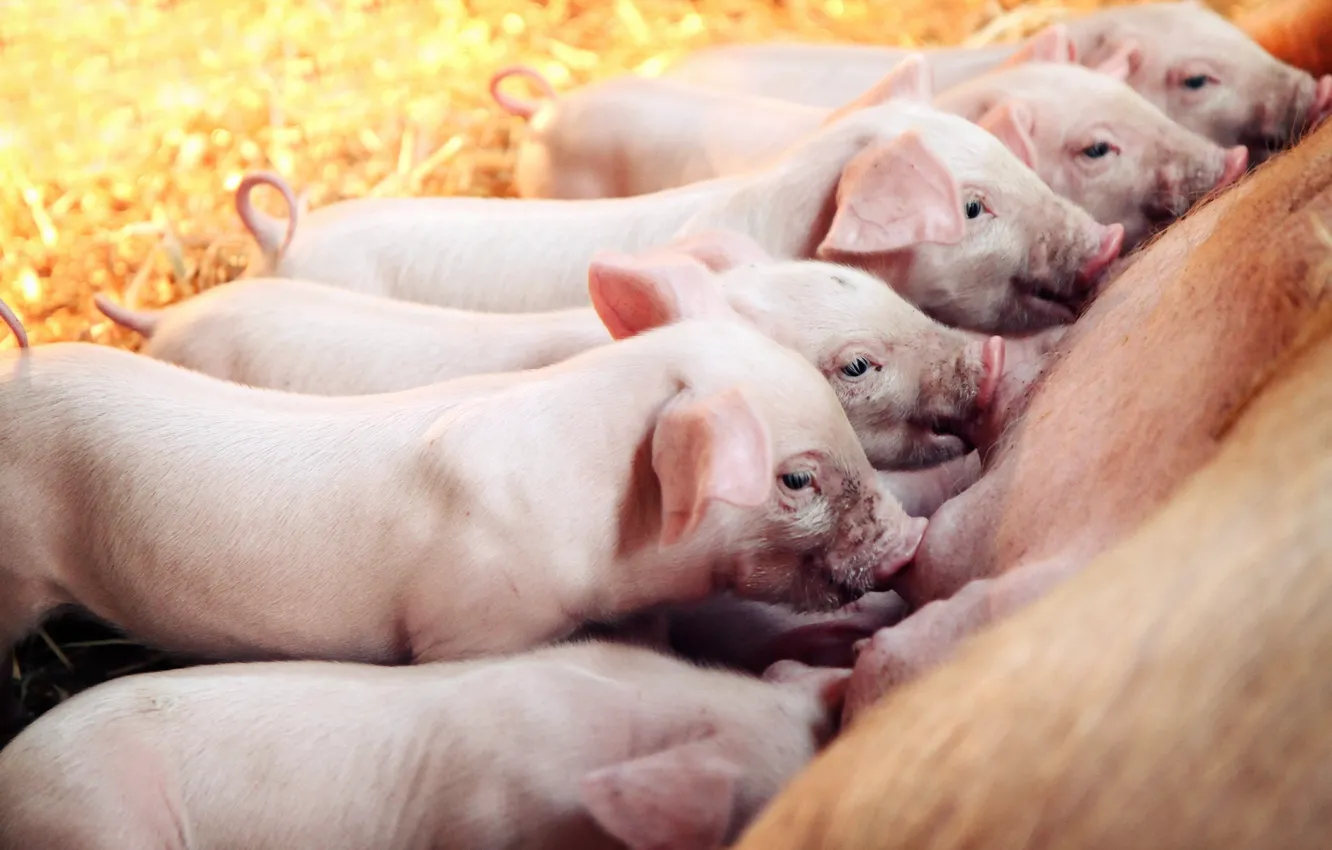 Photo wallpaper pig, the barn, pigs