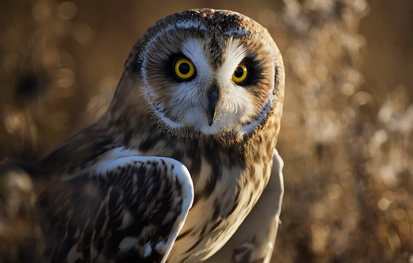 Photo wallpaper nature, owl, bird