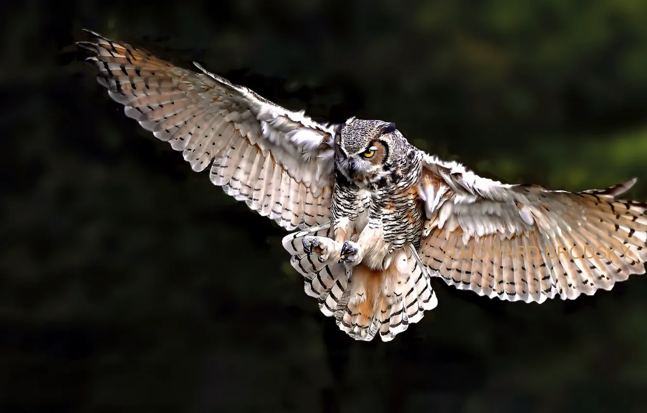 Photo wallpaper flight, owl, bird