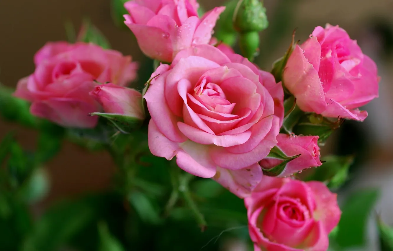 Photo wallpaper flowers, roses, beauty, petals, pink, flower, Rose, pink