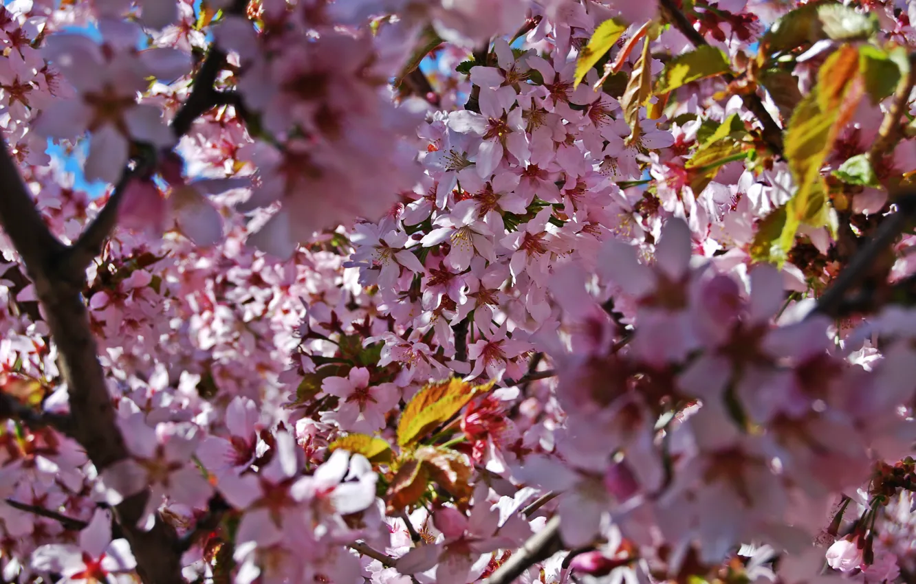 Photo wallpaper flowers, tree, pink, petals, Sakura, bright, preprod