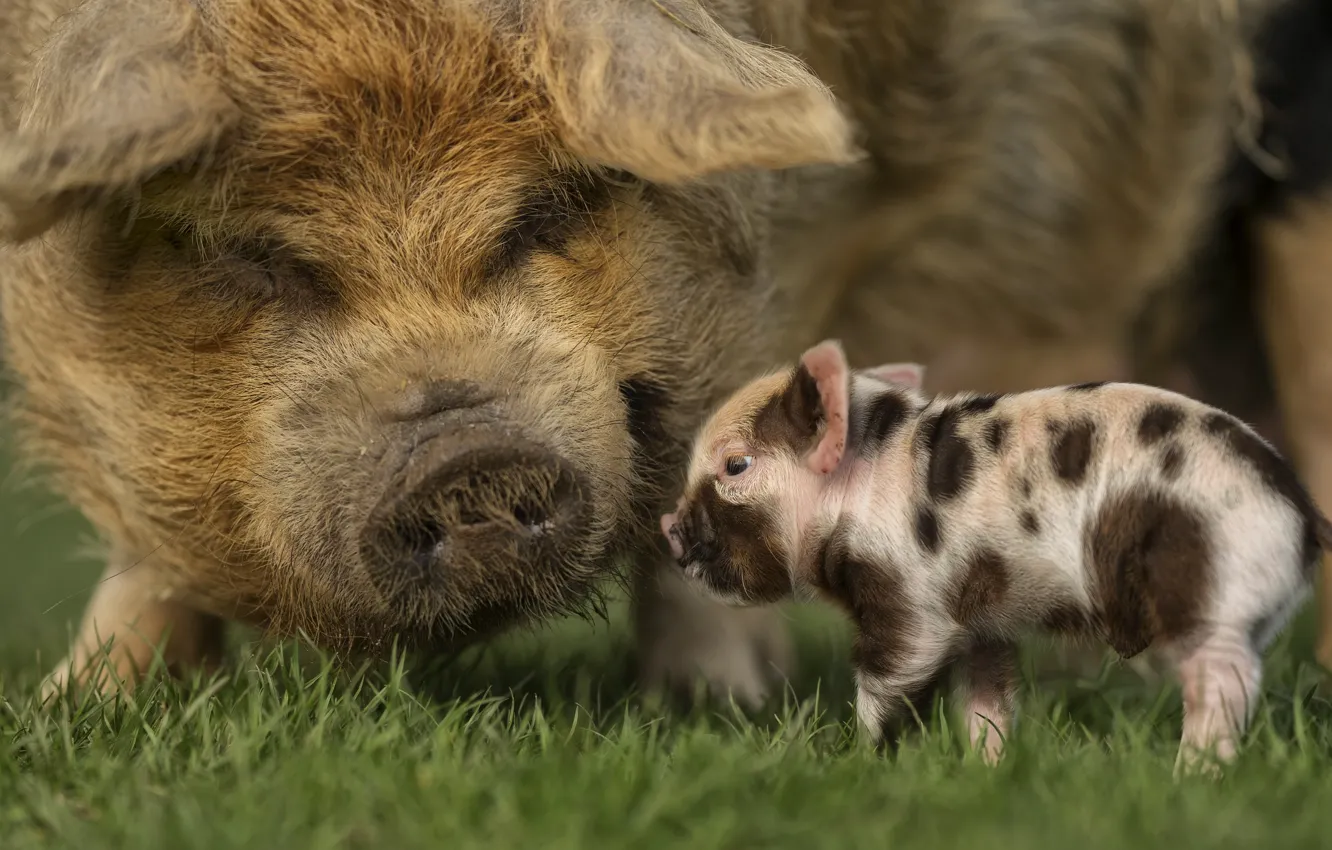 Photo wallpaper grass, pig, little, pigs