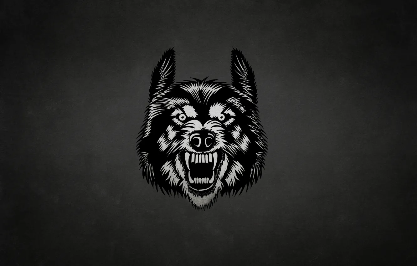 Photo wallpaper face, the dark background, wolf, wolf