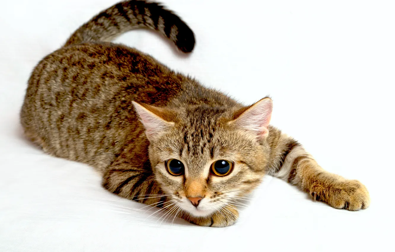 Photo wallpaper cat, look, animal, paws, tail, white background, big eyes