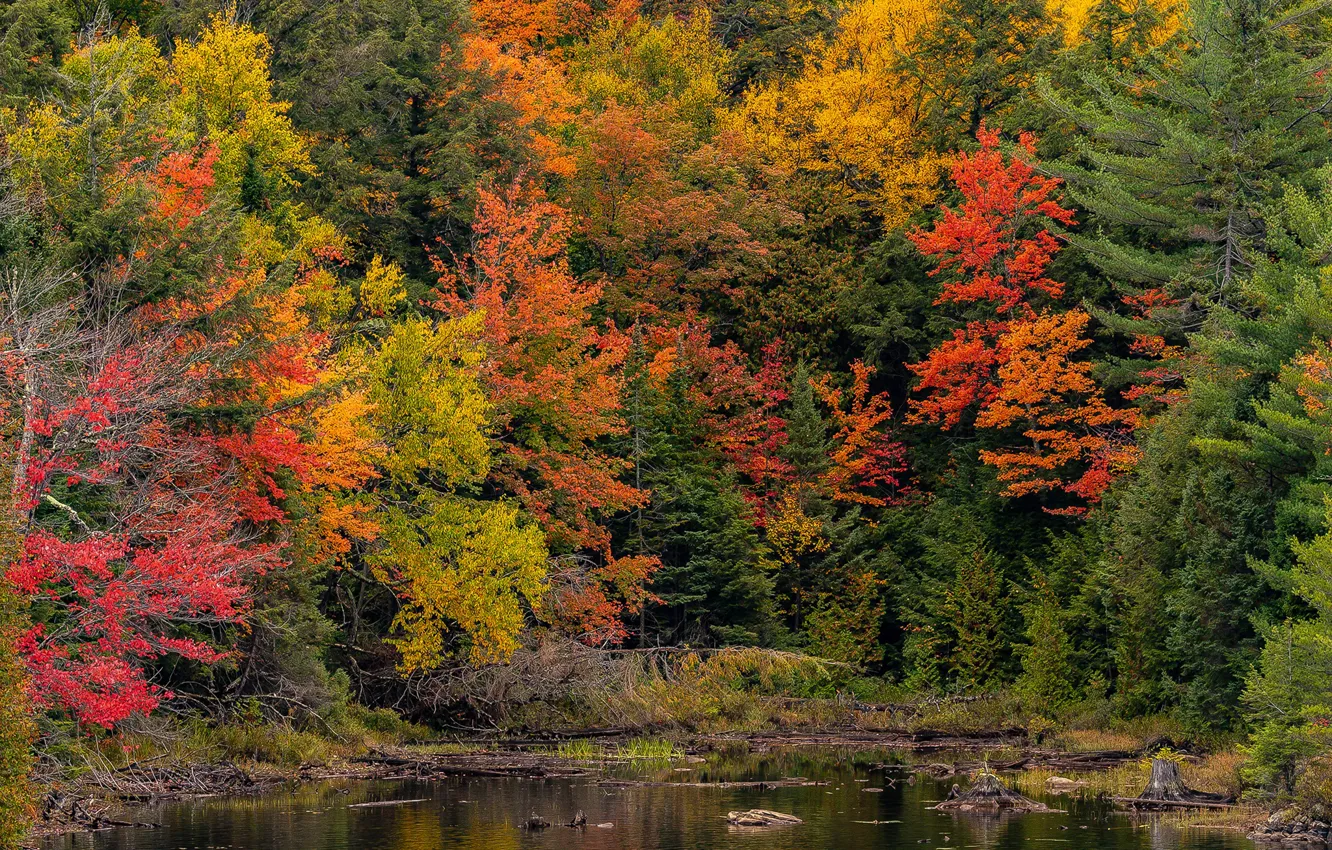 Photo wallpaper autumn, forest, trees, pond, Park, Canada, Ontario, Algonquin Park