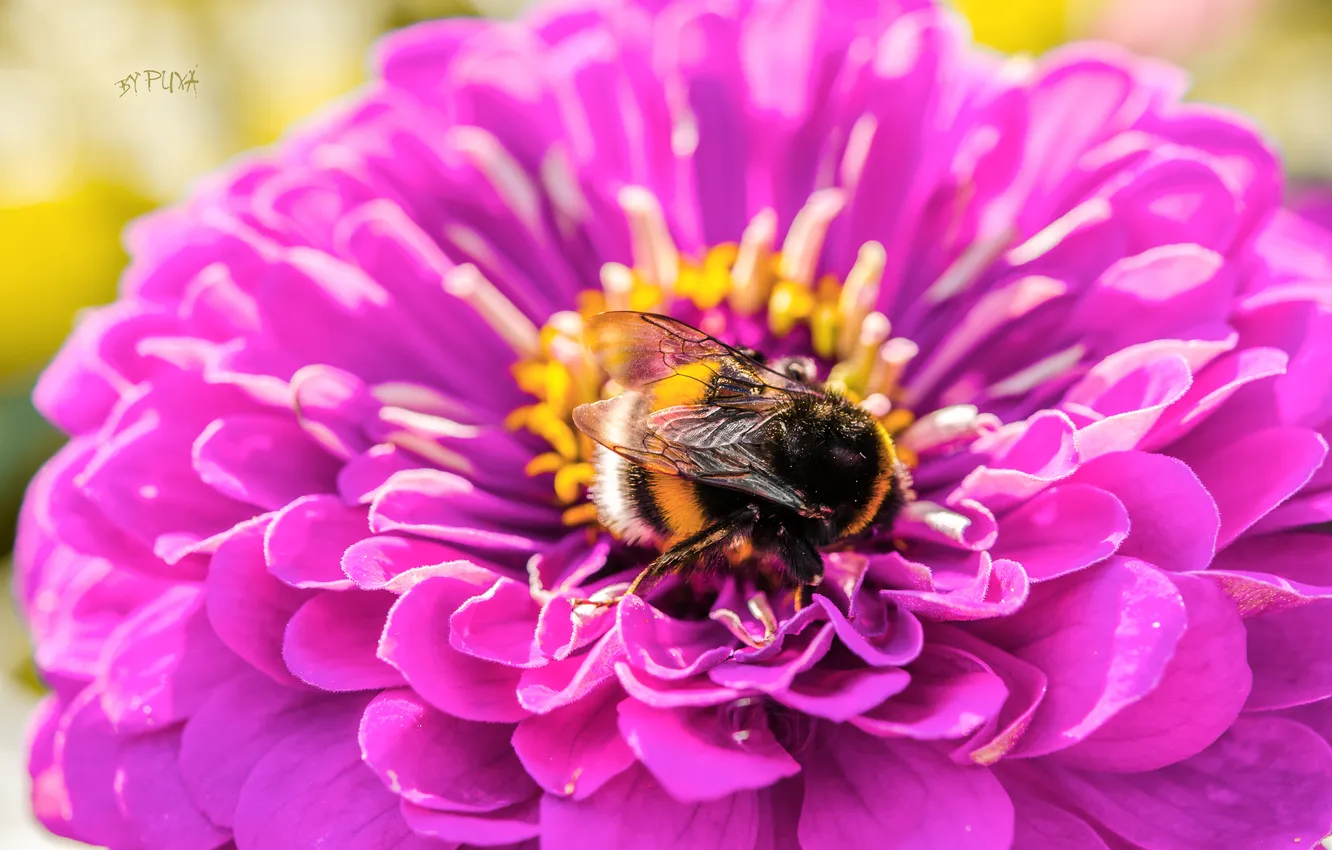Photo wallpaper macro, flowers, pollen, bumblebee, tsiniya, pulls