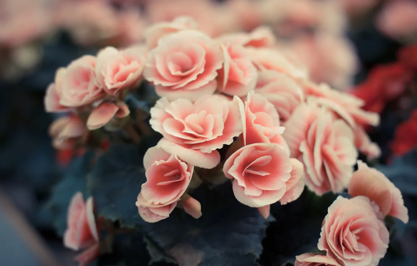 Photo wallpaper flowers, petals, pink