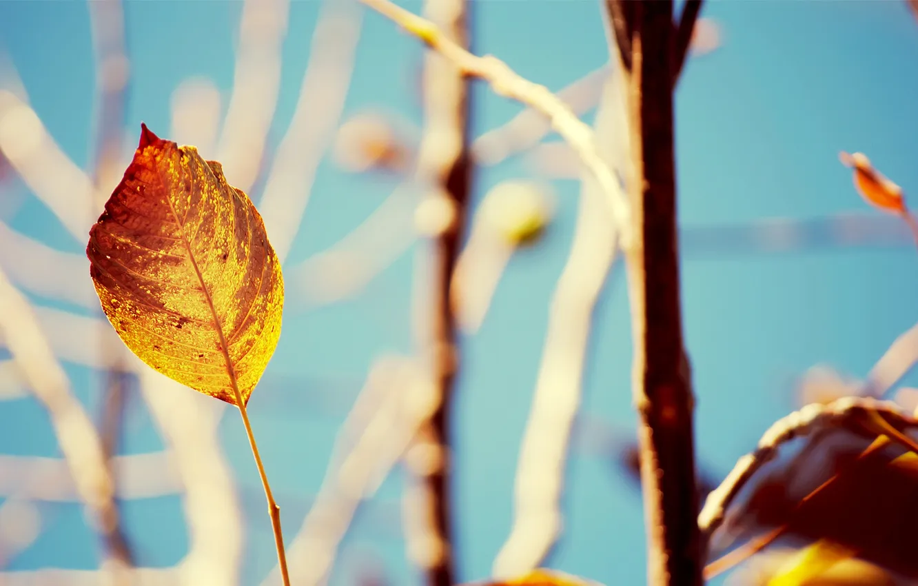 Photo wallpaper autumn, leaves, light, trees, branches, nature, branch, Wallpaper
