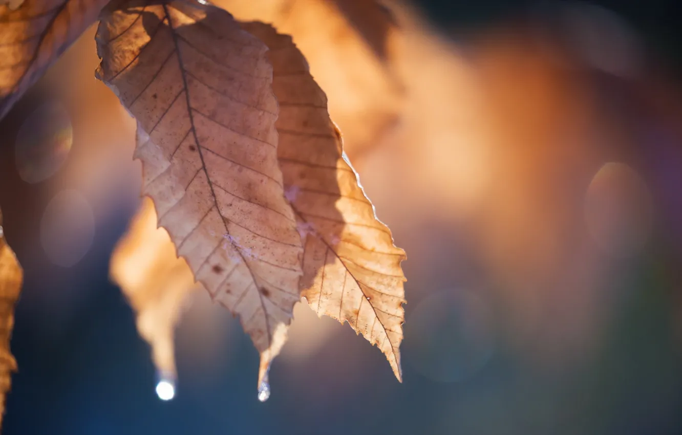 Photo wallpaper autumn, leaves, nature