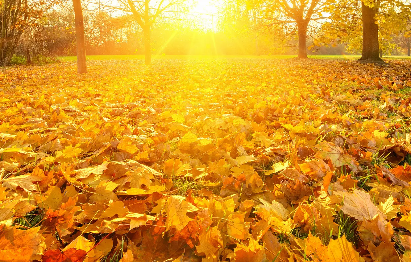 Photo wallpaper autumn, leaves, trees, nature, Park