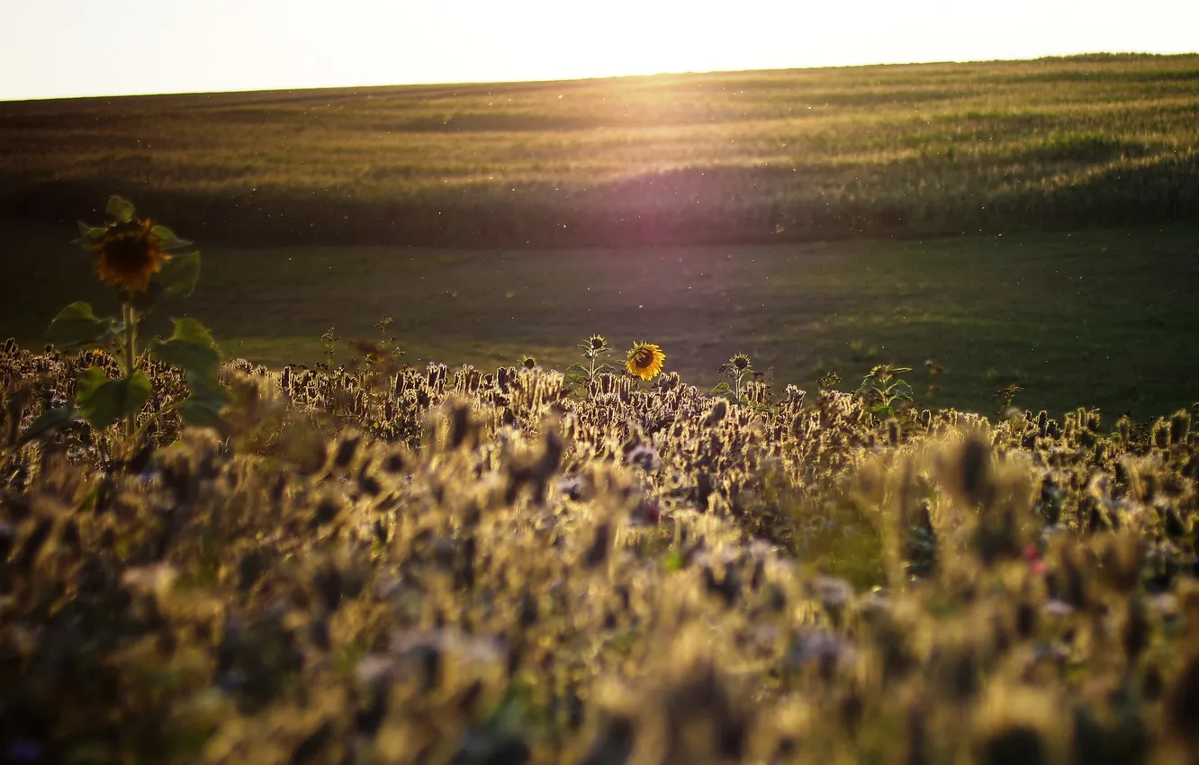 Photo wallpaper field, sunflowers, morning