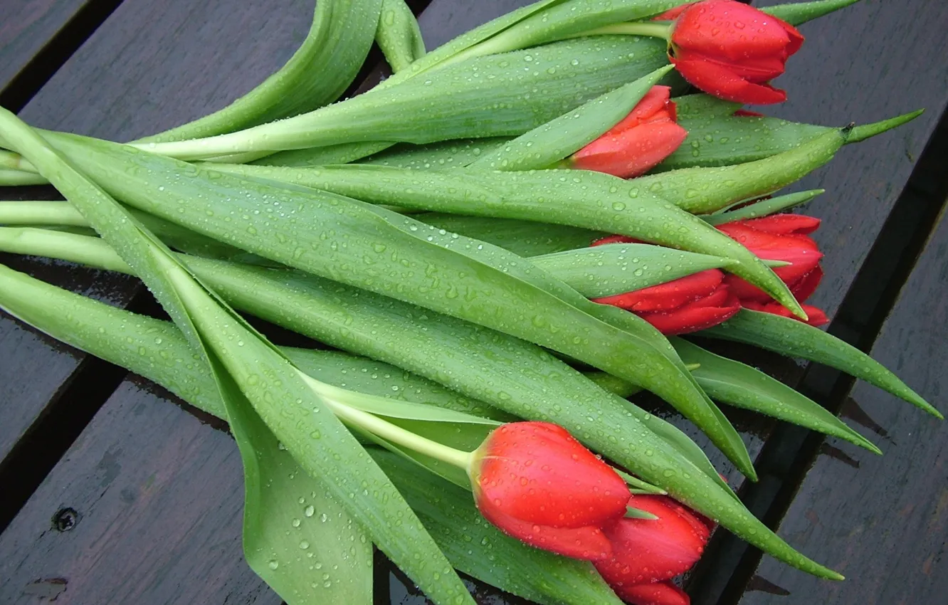 Photo wallpaper bouquet, water drops, red tulips