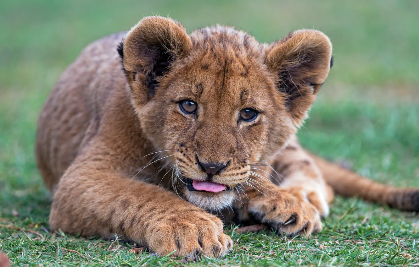 Photo wallpaper grass, baby, lies, face, cub, wild cat, lion, lion