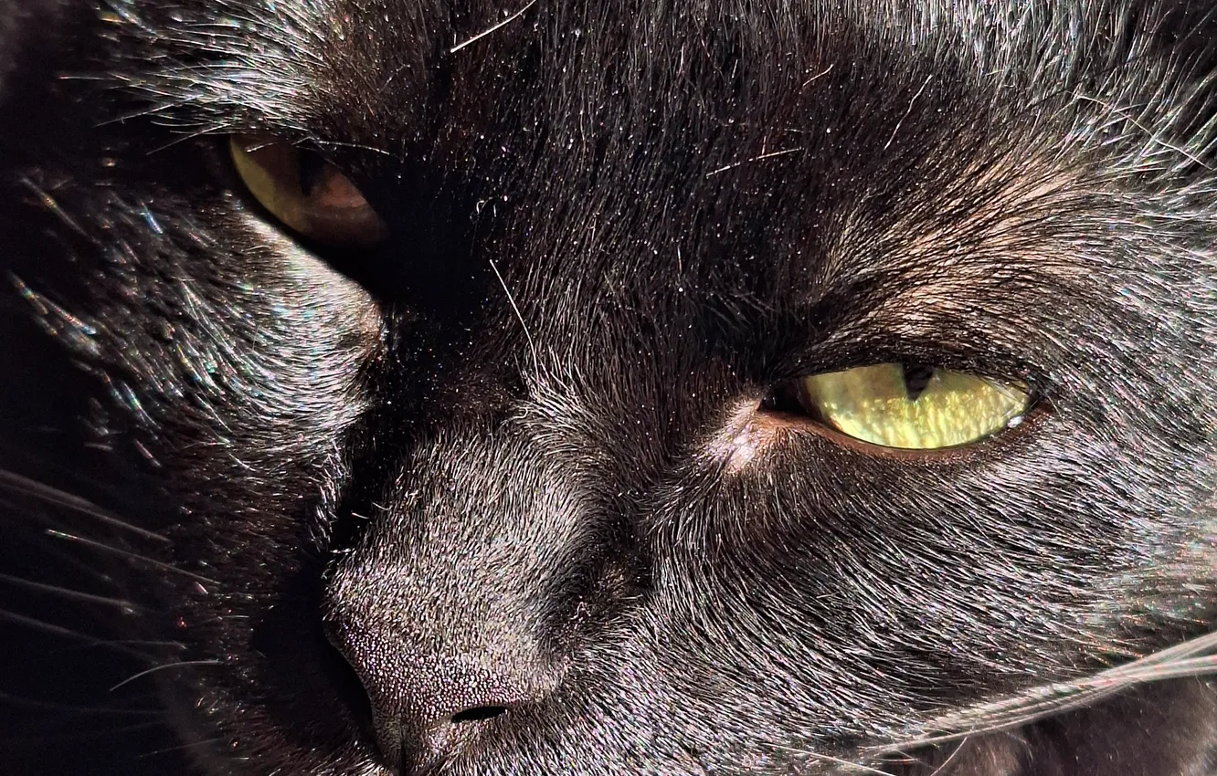 Photo wallpaper look, black, kociak