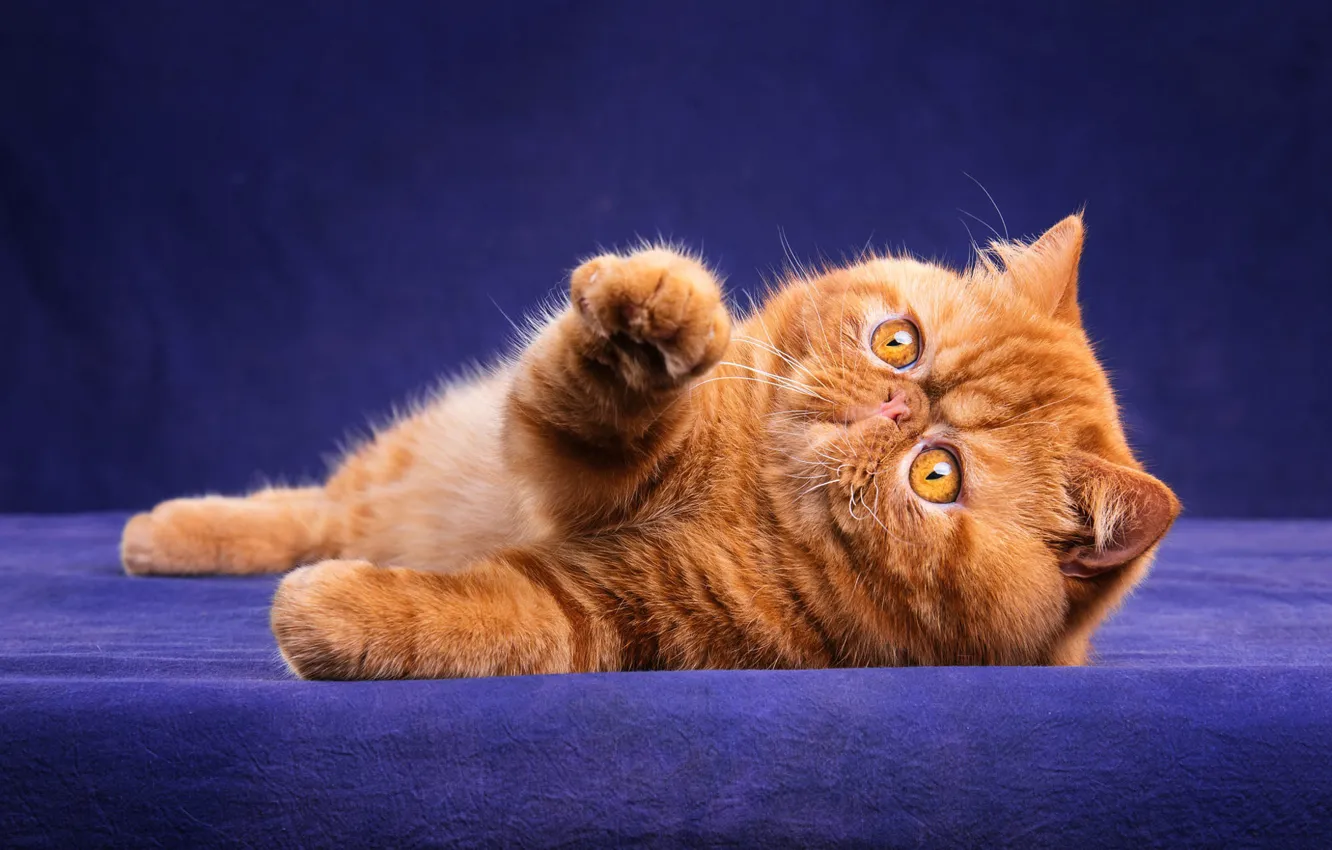 Photo wallpaper cat, cat, look, face, pose, kitty, legs, red