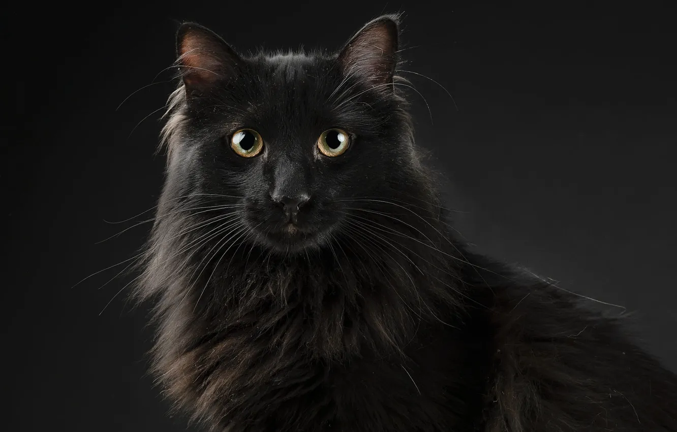 Photo wallpaper cat, cat, look, face, the dark background, black, portrait, fluffy