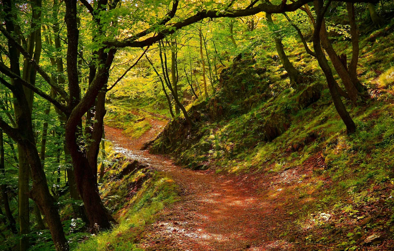 Photo wallpaper Spring, Path, Trees, Forest, Forest, Trees