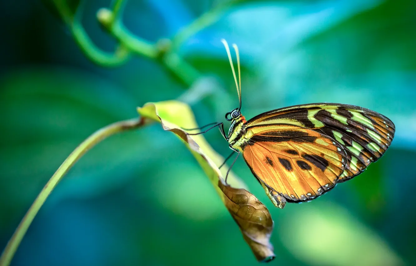 Photo wallpaper macro, orange, nature, butterfly, leaf, plant, insect, blue background