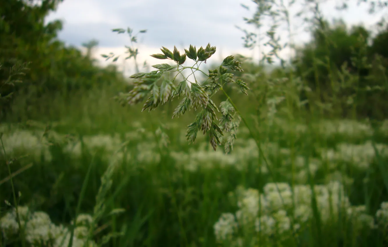Photo wallpaper grass, Macro, meadow