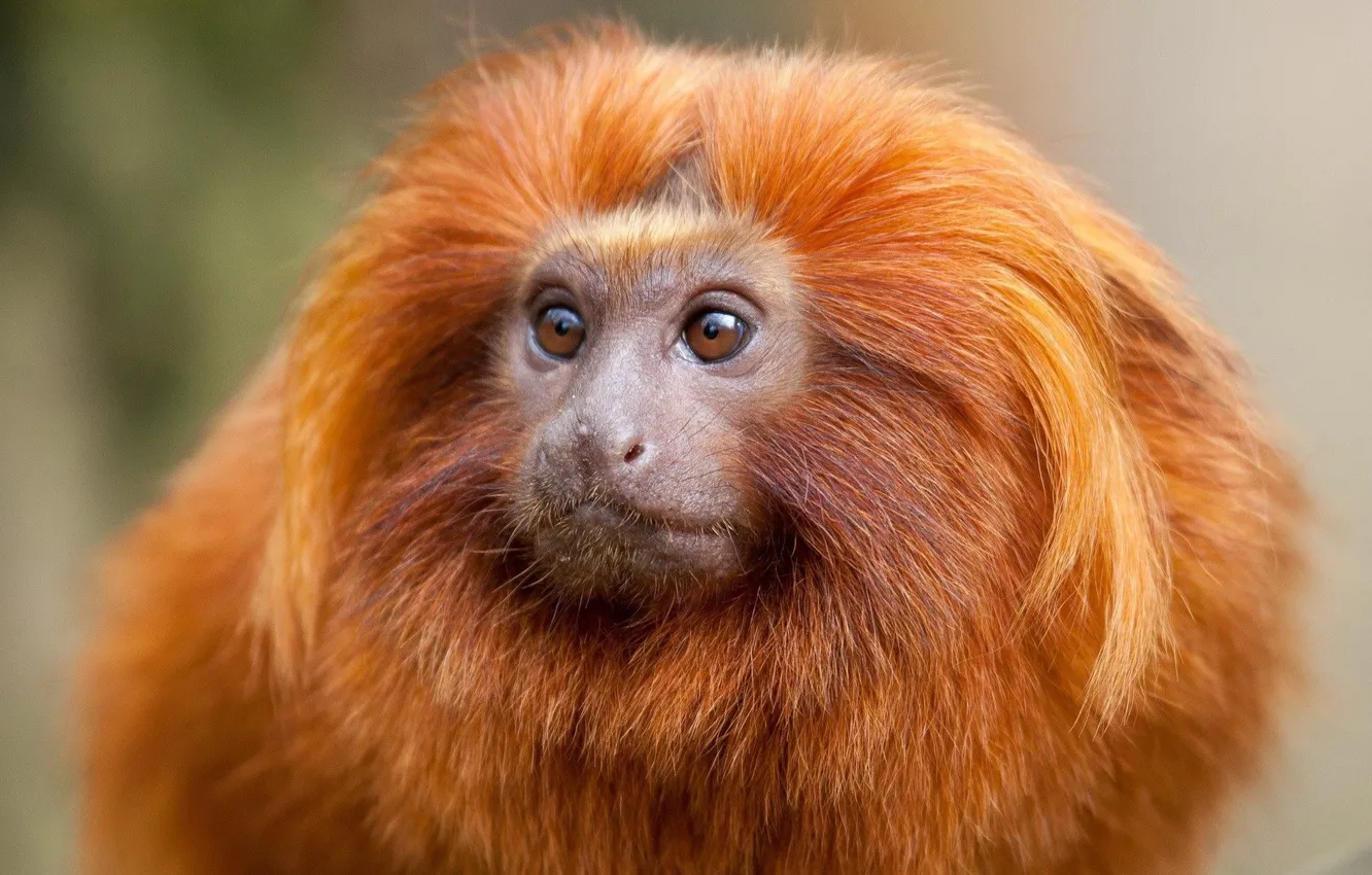 Photo wallpaper monkey, fur, primate