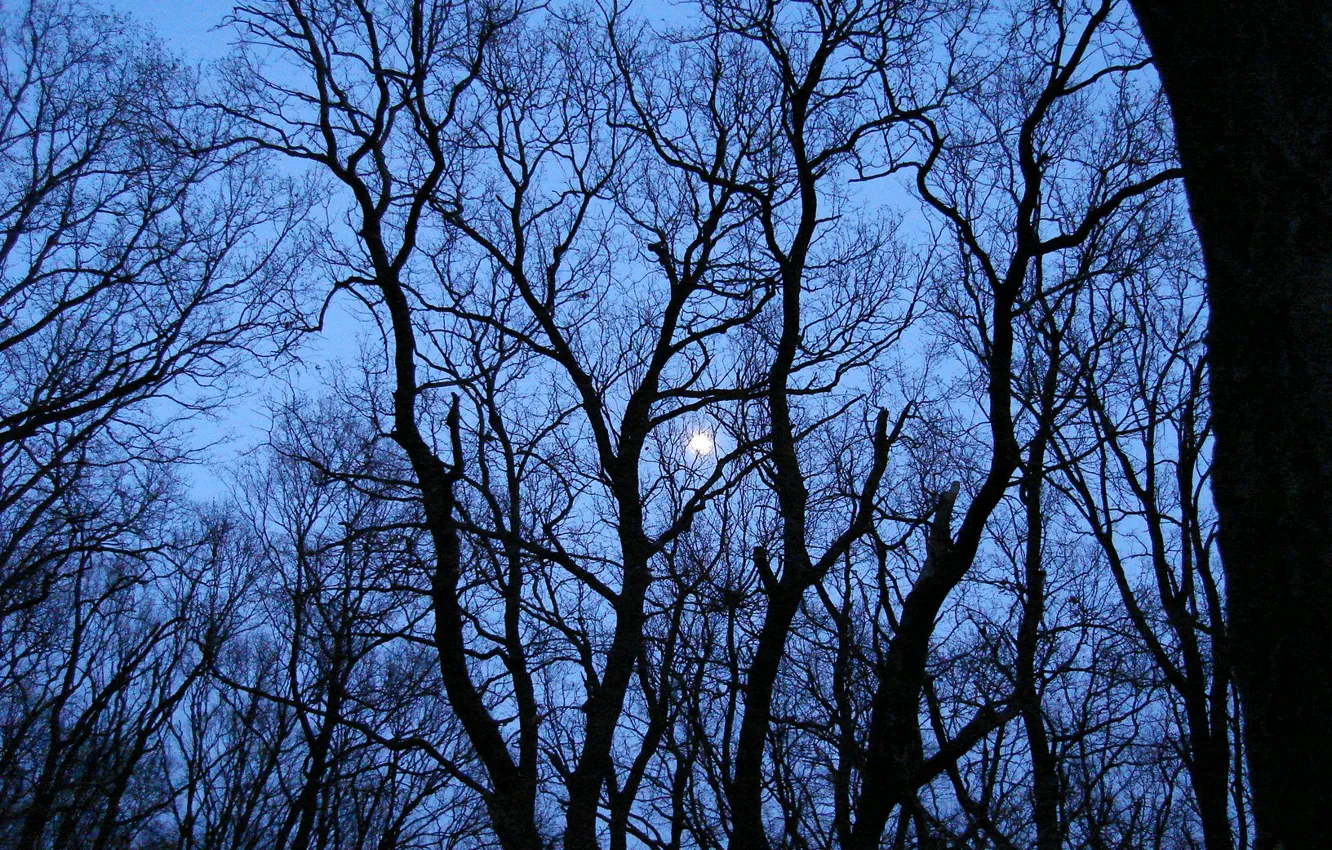 Photo wallpaper trees, the moon, Moon