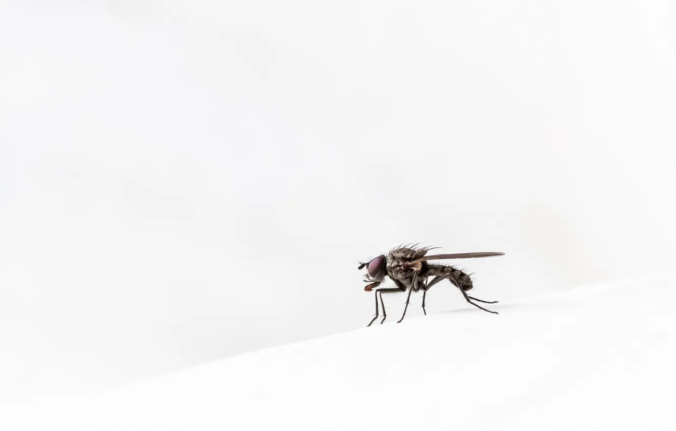 Photo wallpaper nature, fly, background