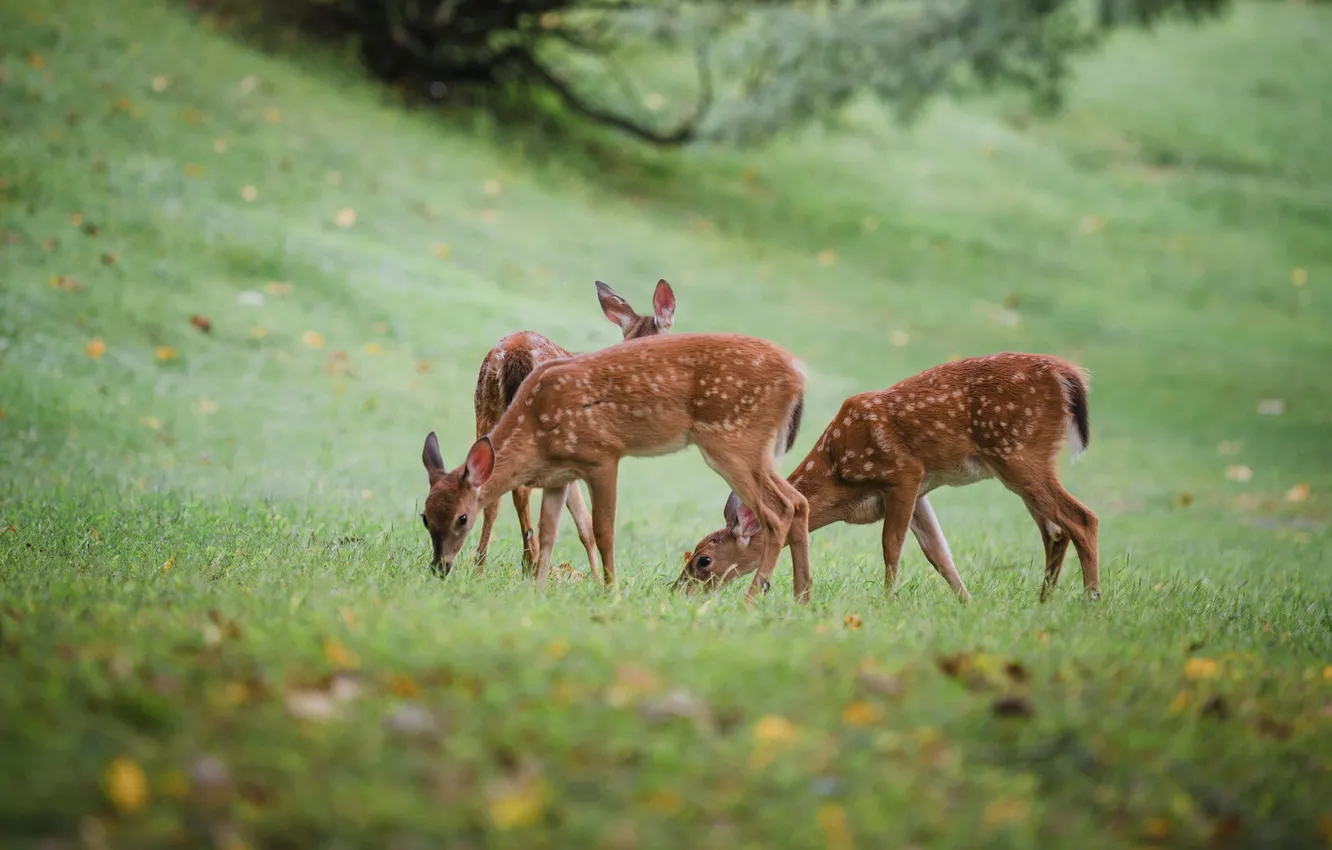 Photo wallpaper field, deer, fawn, grazing, white-tailed deer