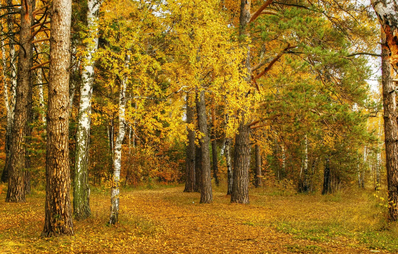 Photo wallpaper autumn, leaves, nature, yellow, birch, grove