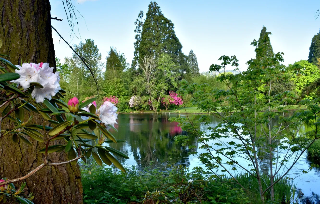 Photo wallpaper flowers, nature, lake