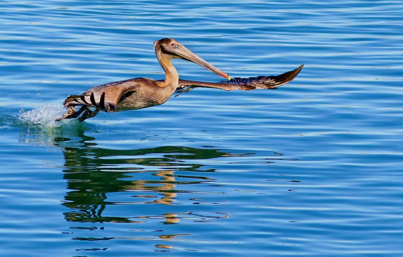 Photo wallpaper water, bird, wings, beak, Pelican