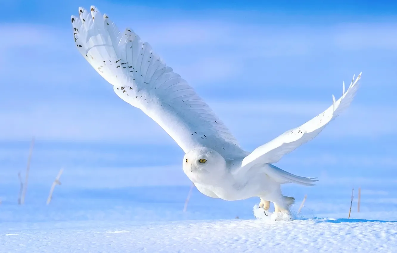 Photo wallpaper winter, snow, owl, bird, the rise, snowy owl