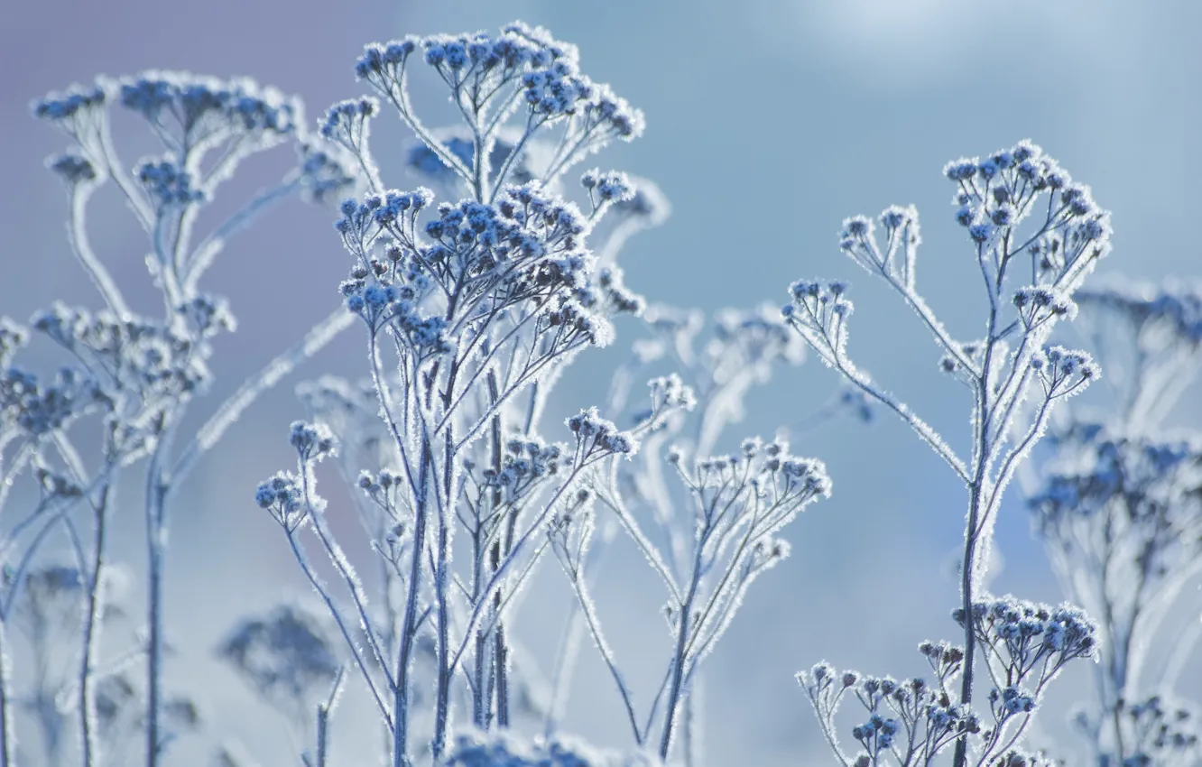 Photo wallpaper winter, frost, macro, plant