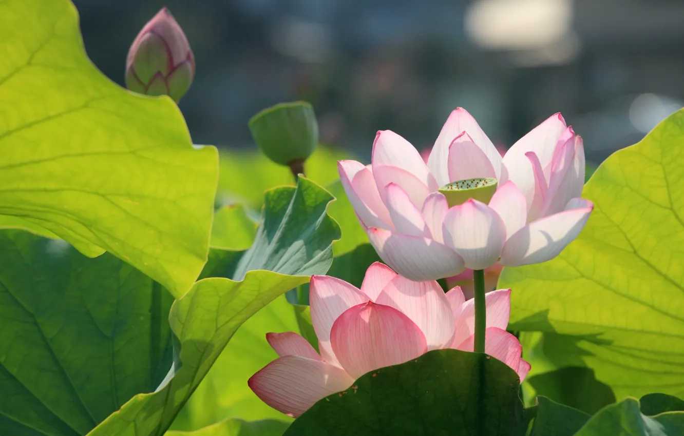 Photo wallpaper macro, Lotus, pink