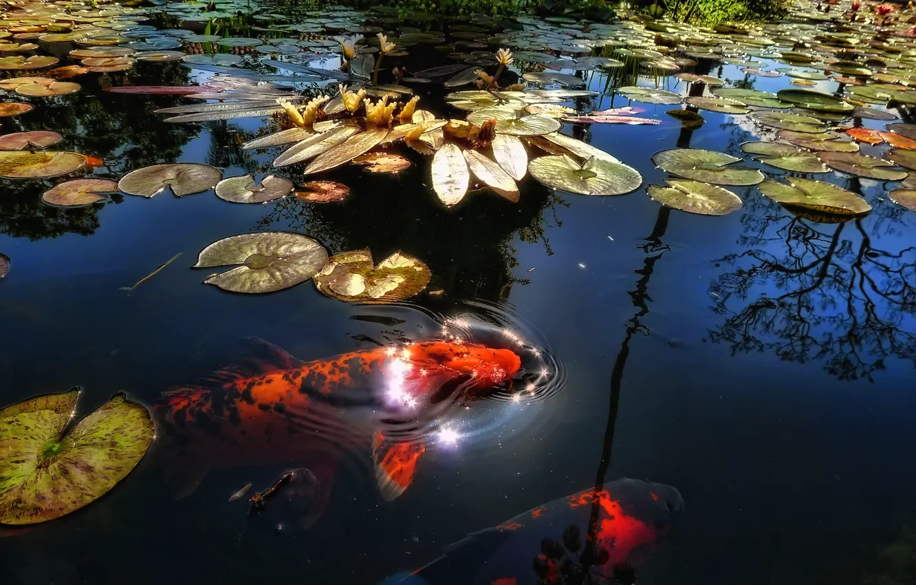 Photo wallpaper fish, lake, pond