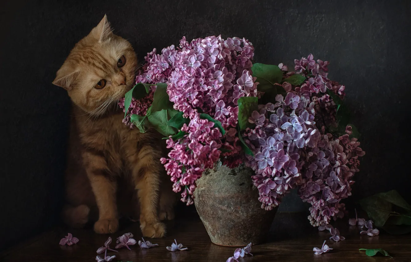 Photo wallpaper bouquet, lilac, red cat, cat