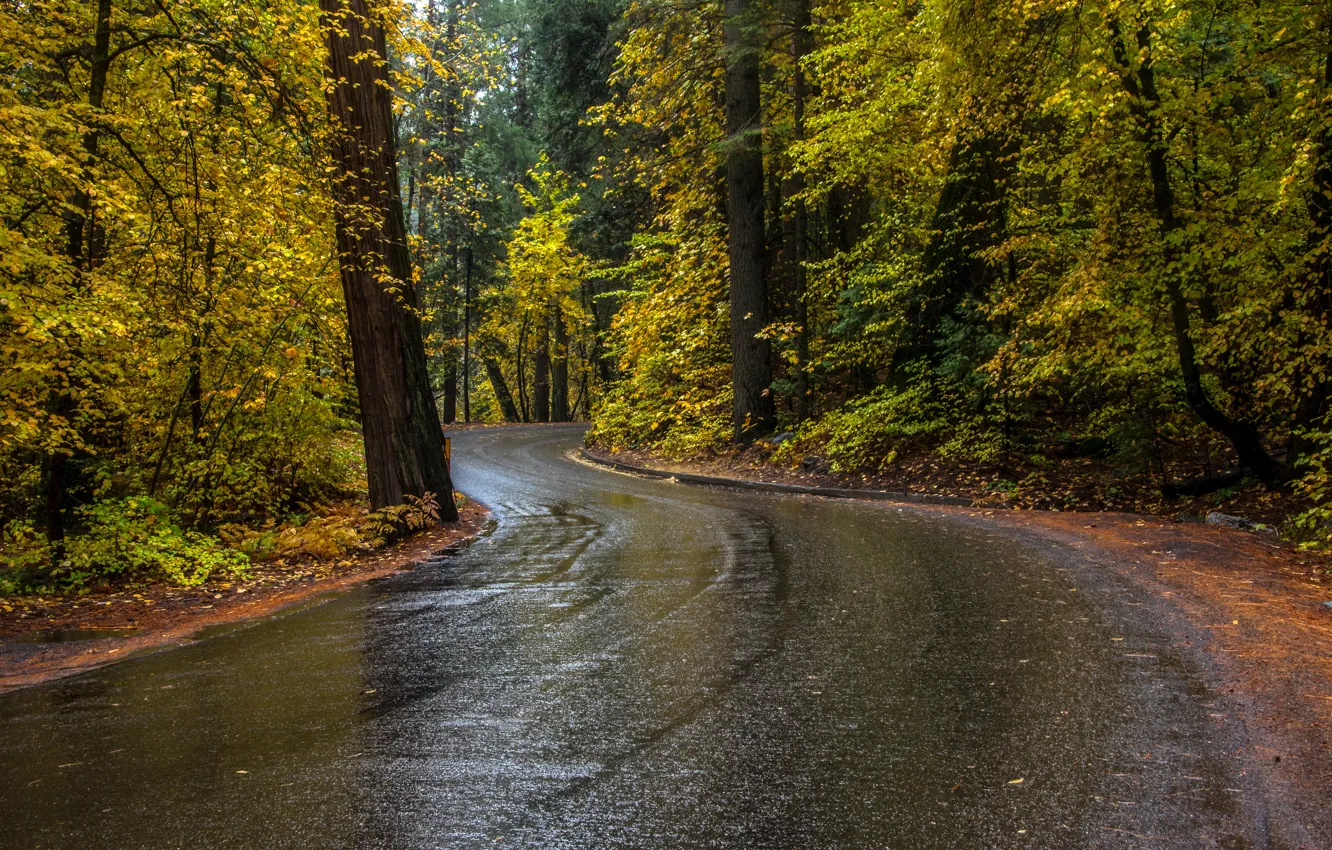 Photo wallpaper road, autumn, forest, trees, CA, USA, Yosemite