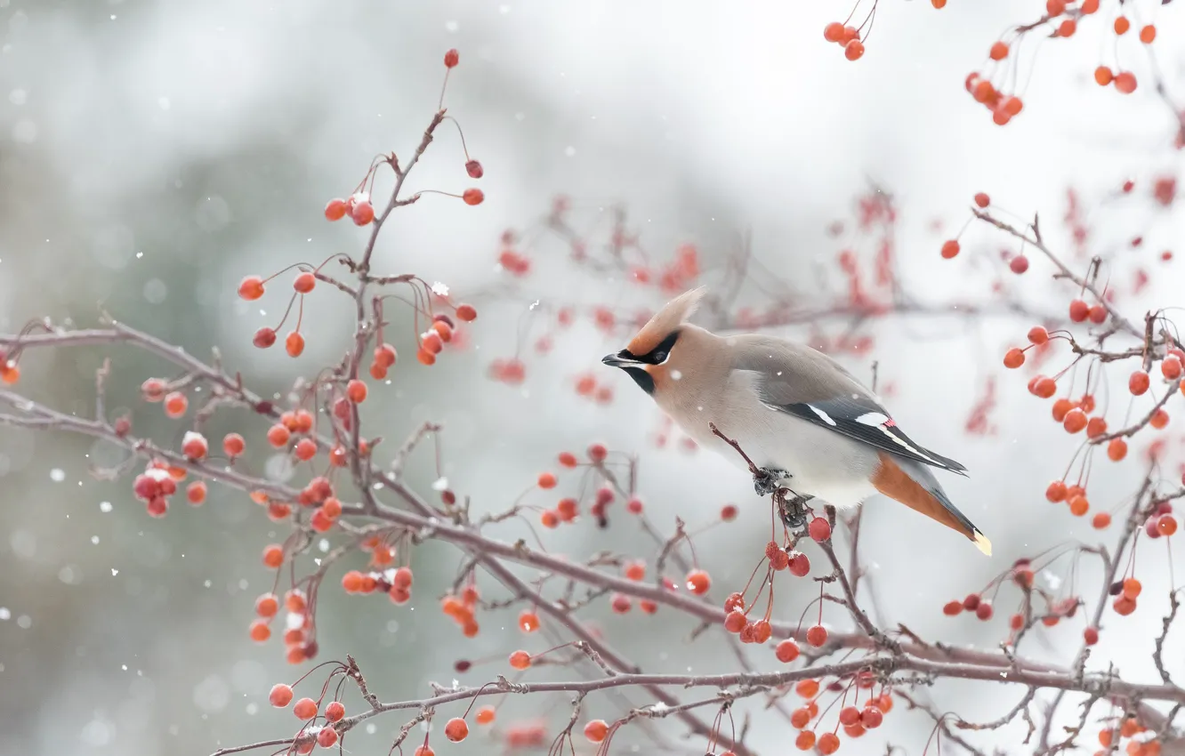 Photo wallpaper winter, snow, branches, berries, bird, snowfall, the Waxwing