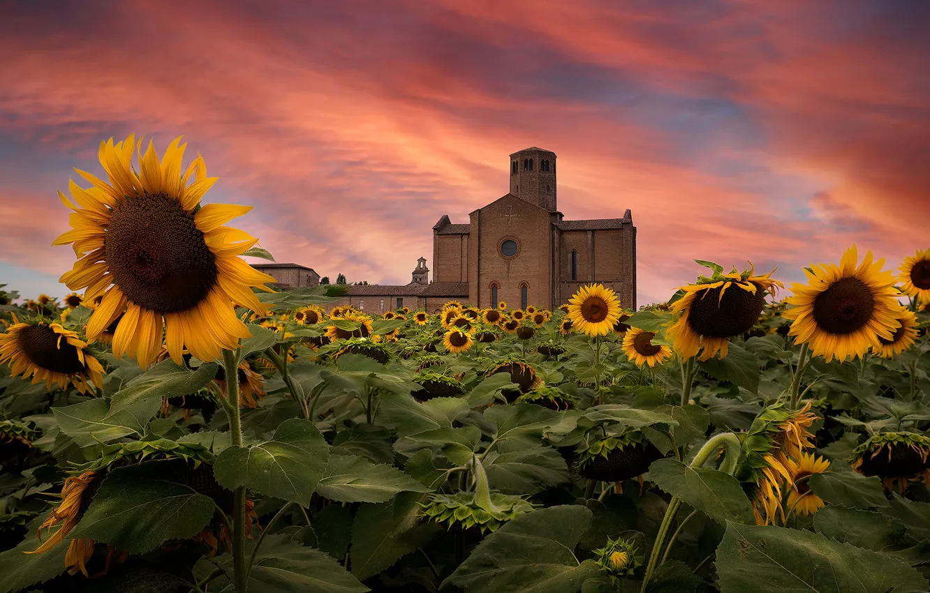 Photo wallpaper sunflowers, sunset, castle