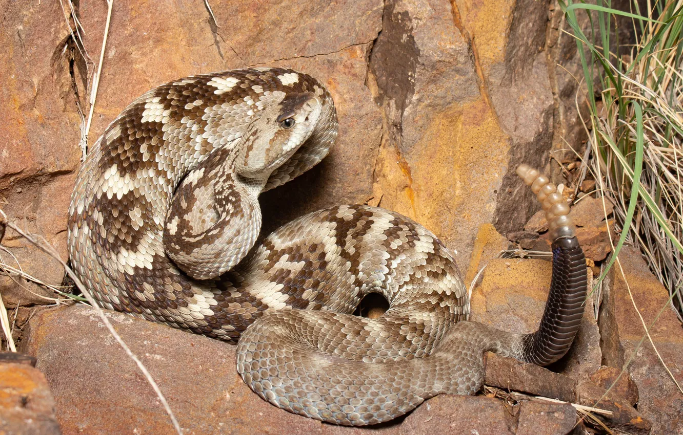 Photo wallpaper look, snake, rattle, Rattlesnake