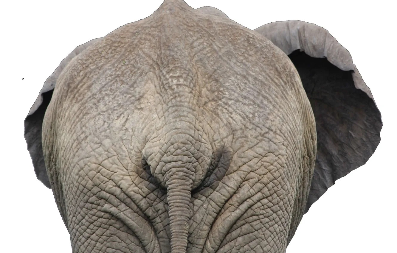Photo wallpaper jungle, nature, big, animal, safari, large, elephant, trunk