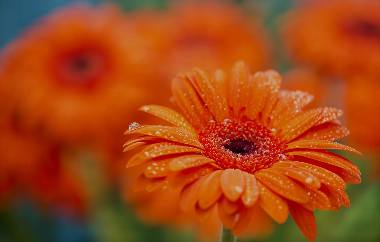 Photo wallpaper water, drops, macro, Rosa, petals, garden, gerbera, flowerbed
