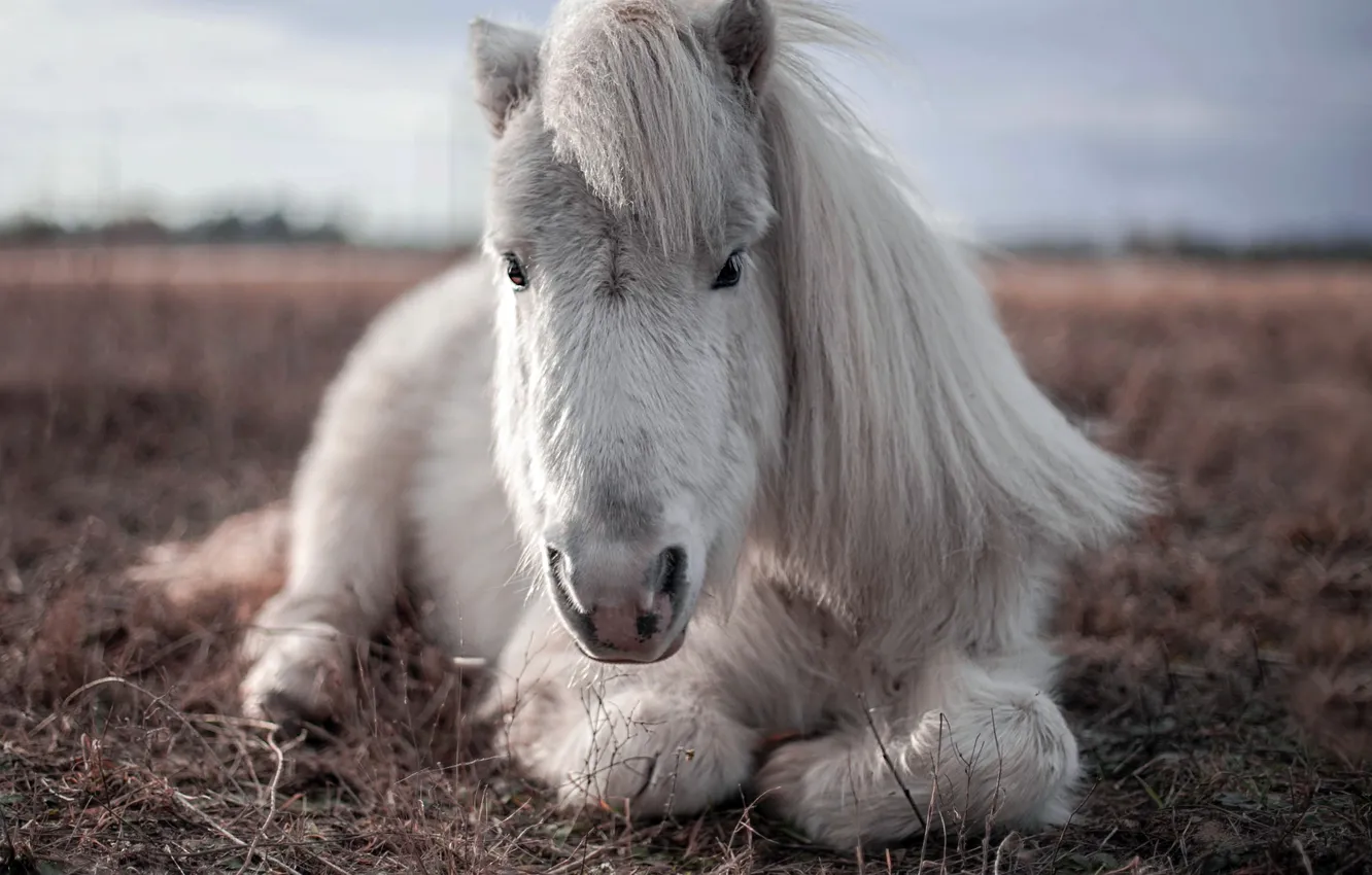 Photo wallpaper nature, background, horse