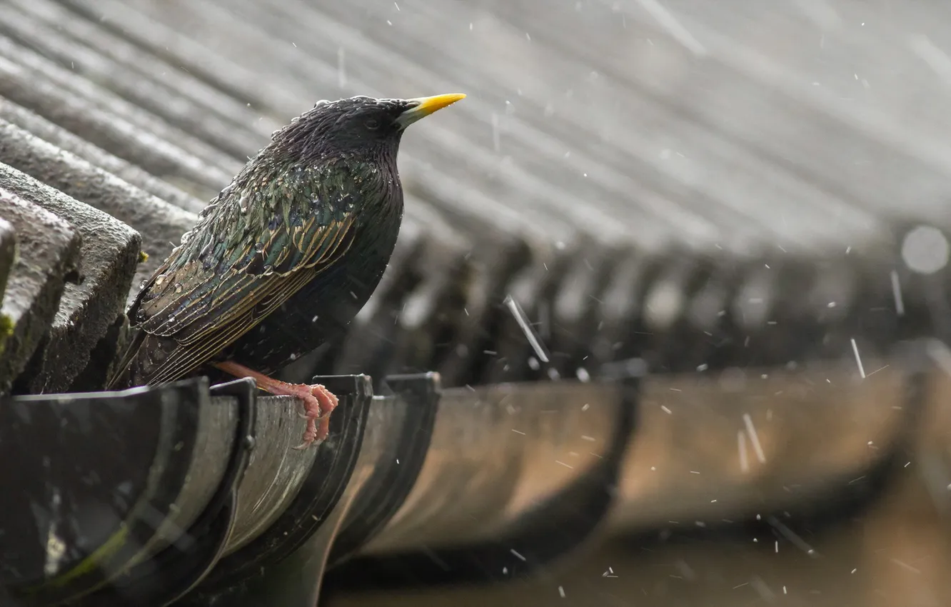 Photo wallpaper roof, rain, bird, Starling