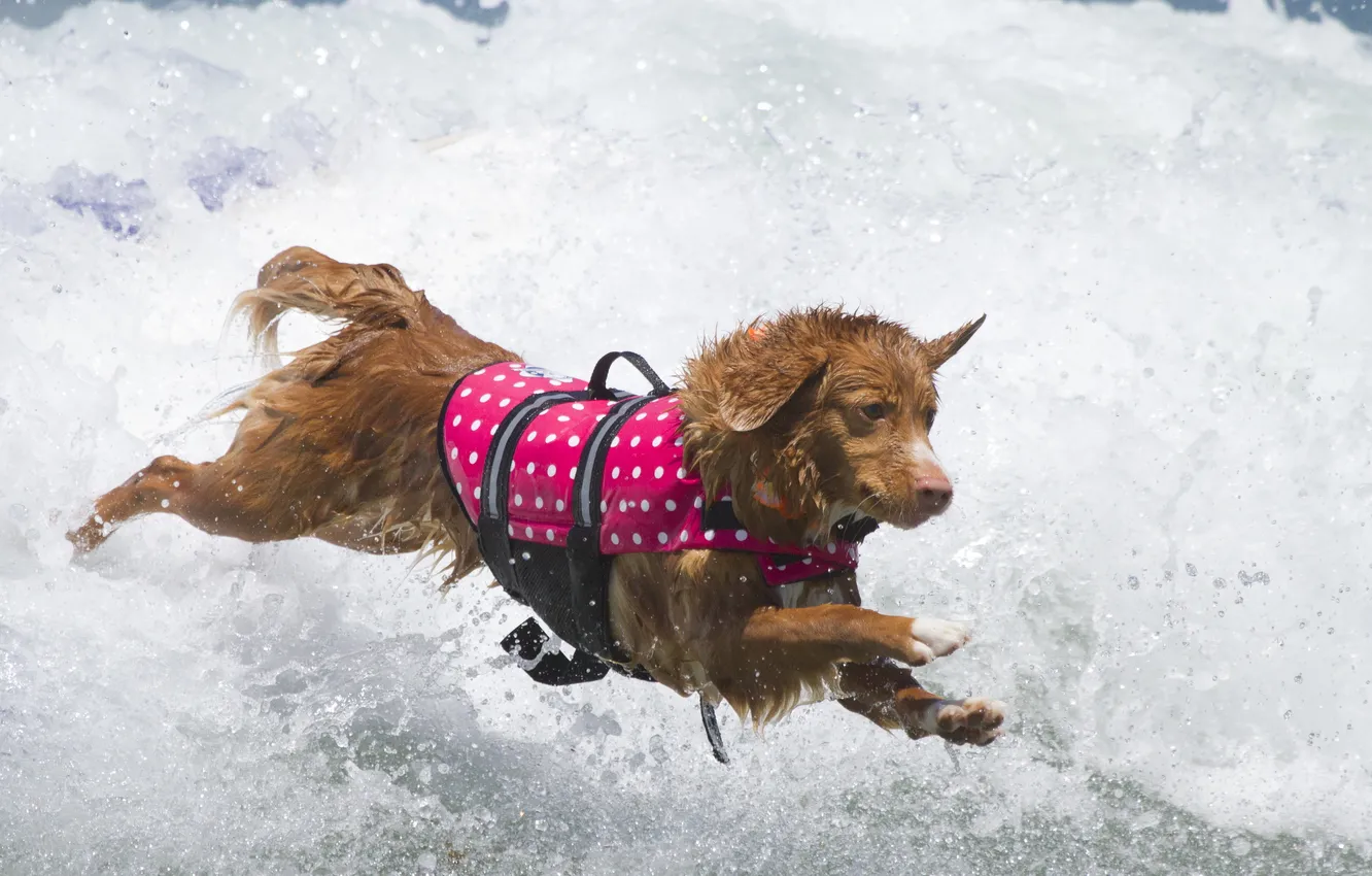 Photo wallpaper water, wave, dog