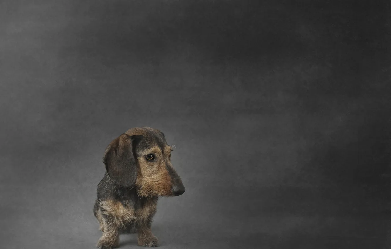 Photo wallpaper look, each, dog, Wirehaired miniature Dachshund
