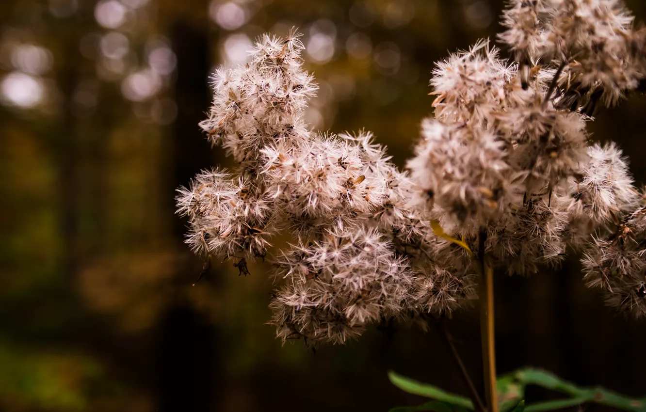 Photo wallpaper forest, flower, trees, blossom, macro, plant, bloom