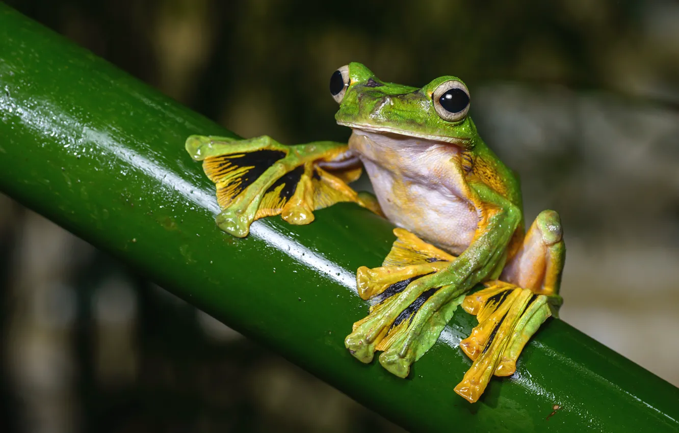 Photo wallpaper look, macro, pose, background, frog, legs, stem, green
